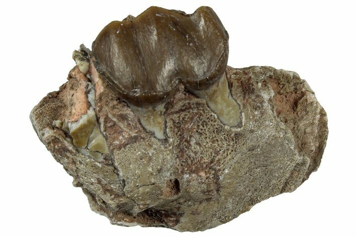 Fossil Running Rhino (Hyracodon) Jaw Section - South Dakota #300428